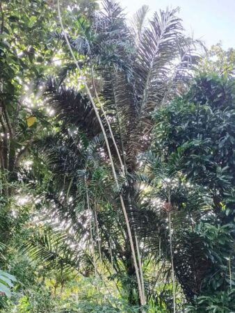 Arenga pinnata
