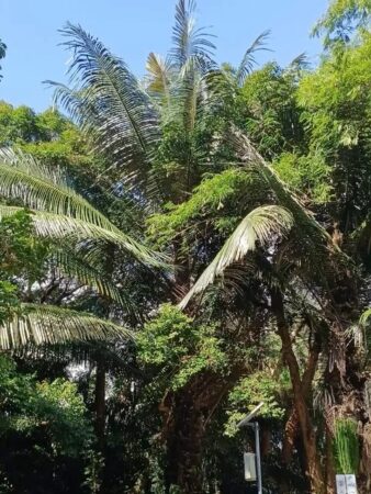 Arenga westerhoutii