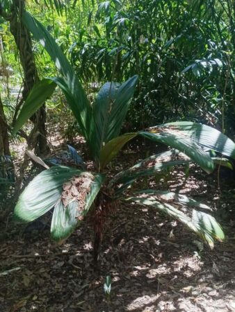 Bactris chocoensis