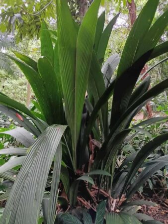 Bactris militaris var. militaris