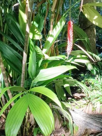 Calyptrocalyx elegans