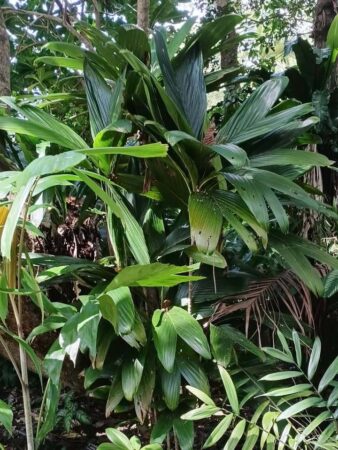 Calyptrocalyx pauciflorus