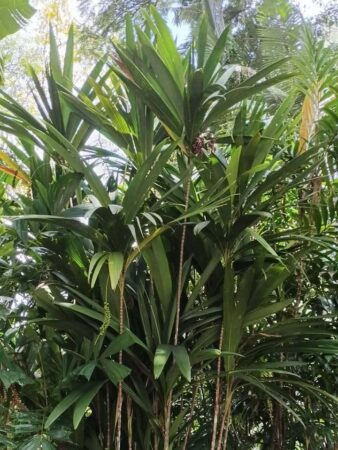 Calyptrocalyx yamutumene