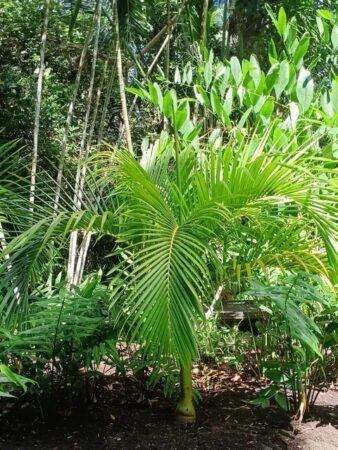 Carpoxylon macrospermum