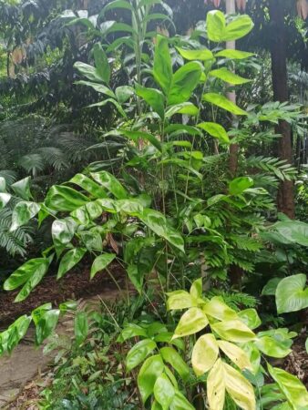Chamaedorea oblongata