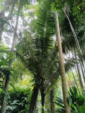 Chrysalidocarpus lastellianus