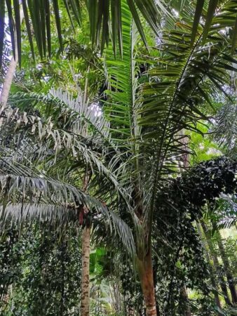 Chrysalidocarpus robustus