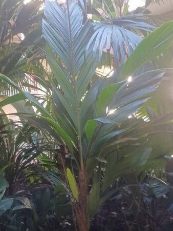Iguanura wallichiana var. wallichiana