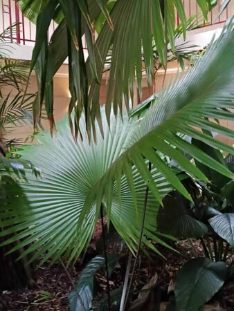 Kerriodoxa elegans