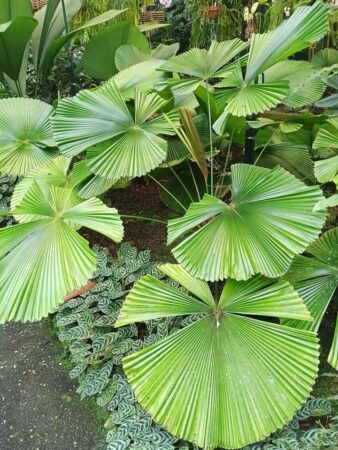 Licuala cordata var. cordata