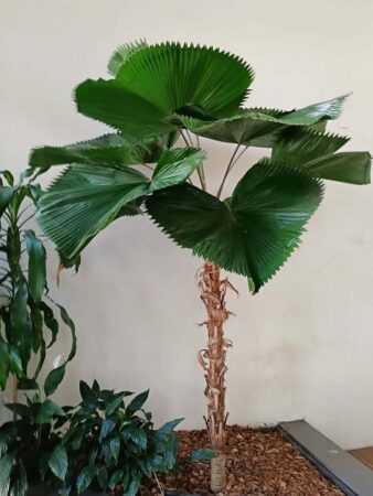Licuala grandis
