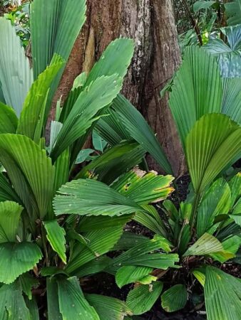 Licuala sallehana var. sallehana