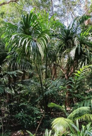 Mauritia flexuosa