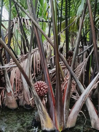 Nypa fruticans