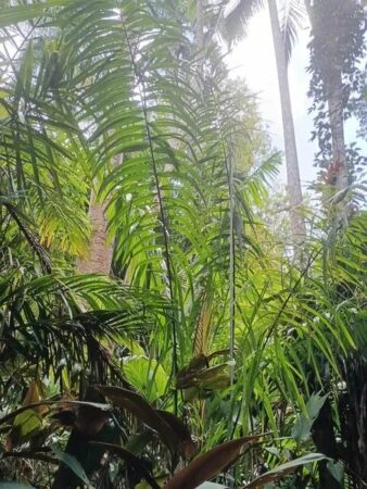 Oenocarpus mapora