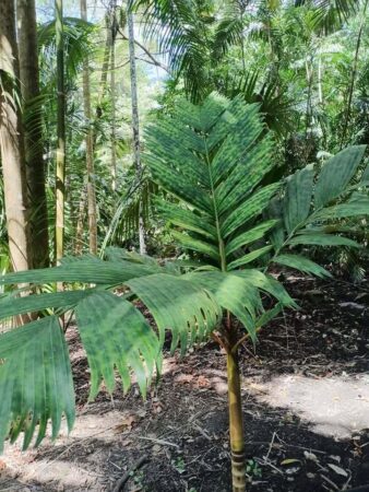 Pinanga bicolana