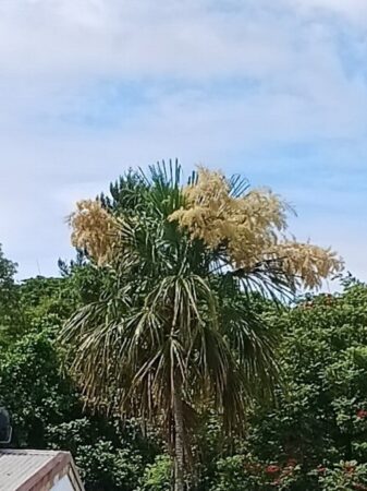 Saribus rotundifolius