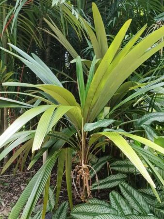 Sommieria leucophylla