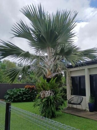 Latania verschaffeltii