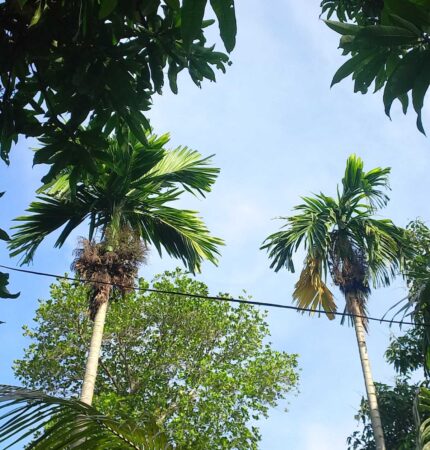 Areca catechu