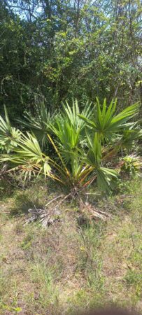 Borassus flabellifer
