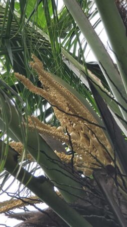 Cocos nucifera