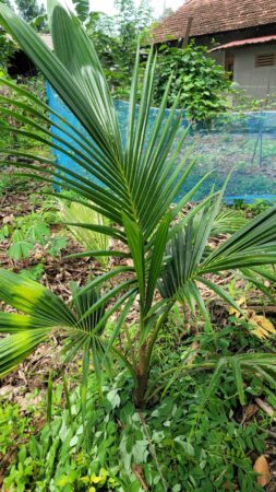 Cocos nucifera