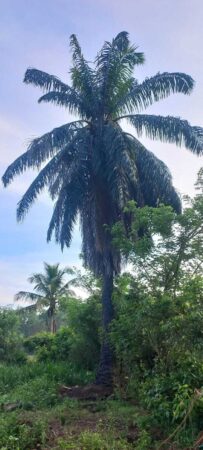 Elaeis guineensis