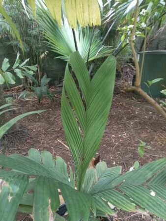 Pinanga sessilifolia