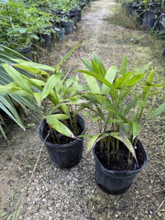 Euterpe edulis