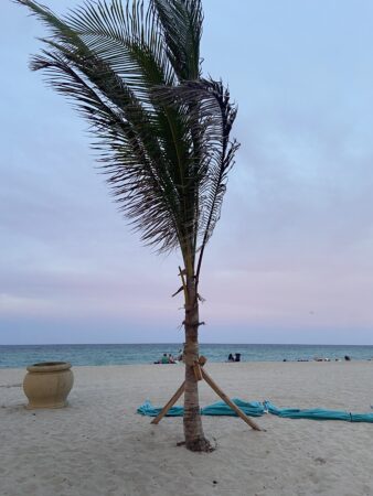 Cocos nucifera