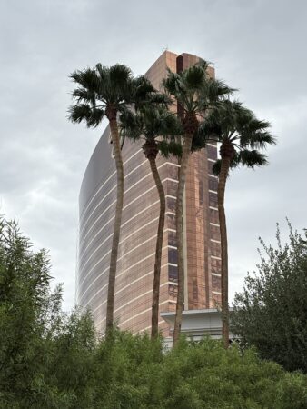 Washingtonia robusta