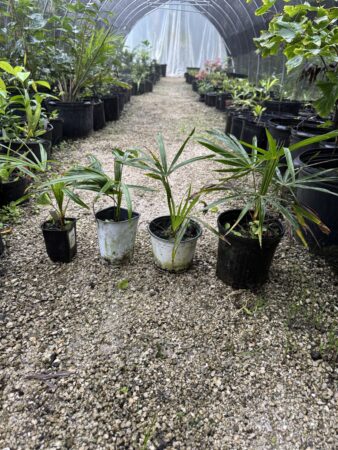 Coccothrinax fragrans