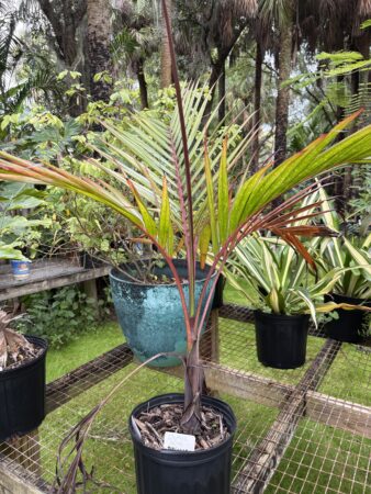 Dictyosperma album var. album