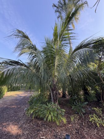 Beccariophoenix alfredii