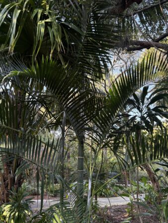 Chrysalidocarpus pembanus