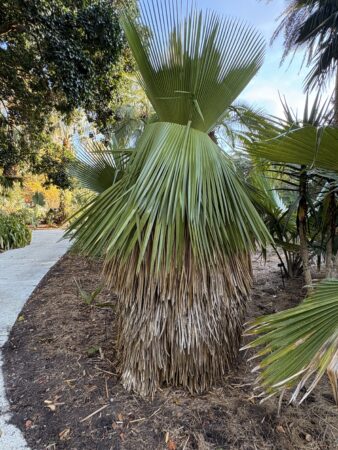 Copernicia macroglossa