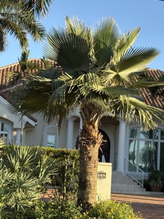 Copernicia baileyana