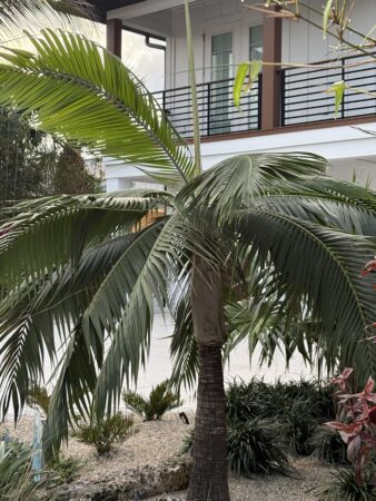 Dictyosperma album var. album