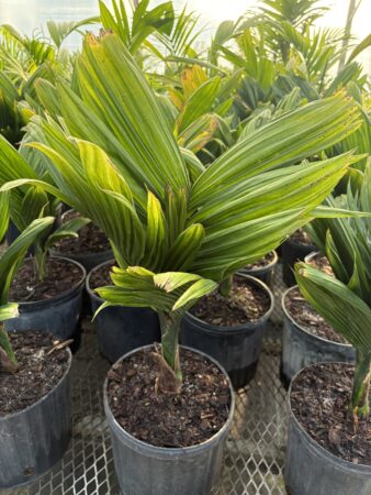 Areca catechu 'Dwarf'