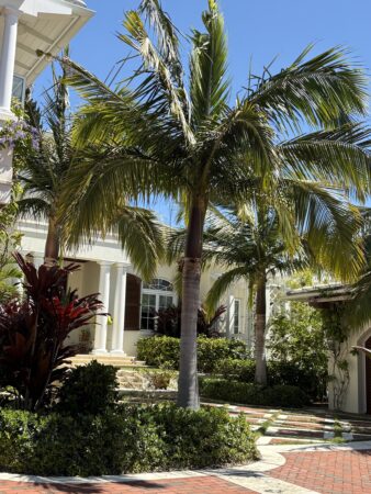 Satakentia liukiuensis