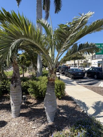 Pseudophoenix sargentii