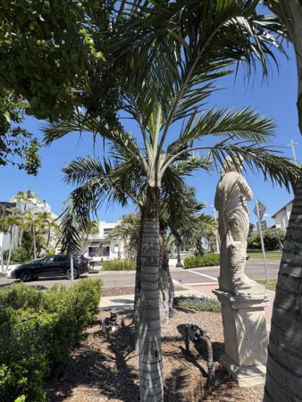 Pseudophoenix sargentii