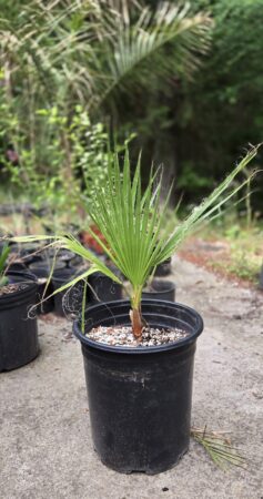 Washingtonia filifera