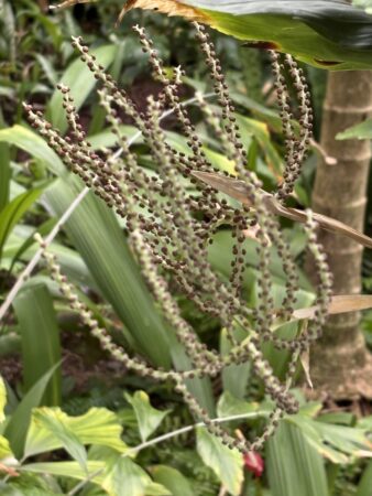 Chamaedorea metallica