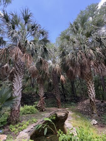 Sabal mexicana