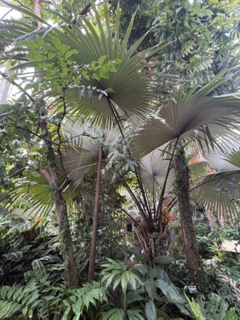 Kerriodoxa elegans