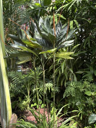 Chamaedorea metallica