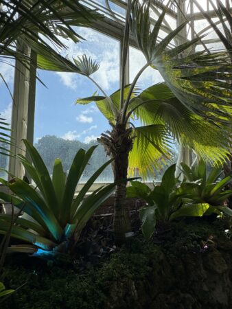 Pritchardia hillebrandii