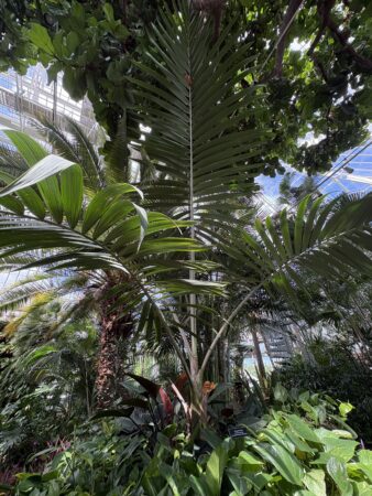 Chambeyronia oliviformis